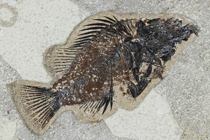 Bargain, Fossil Fish (Cockerellites) - Green River Formation #113884